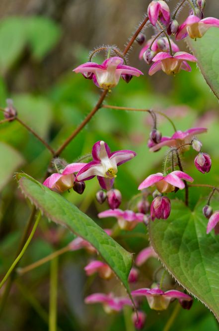 Hovedbilde Epimedium rubrum. Rød Bispelue - 1 rot 