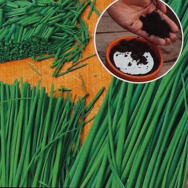 Gressløk -Frøpute-