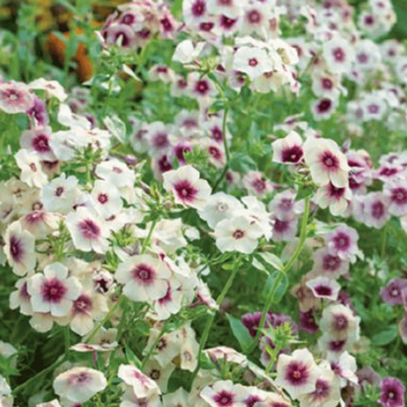 Phlox drummondii Cherry Caramel - Frø - 