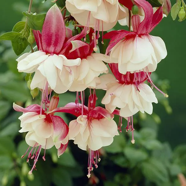 Hovedbilde Fuksia Swingtime. 1 plante i 9 cm potte.