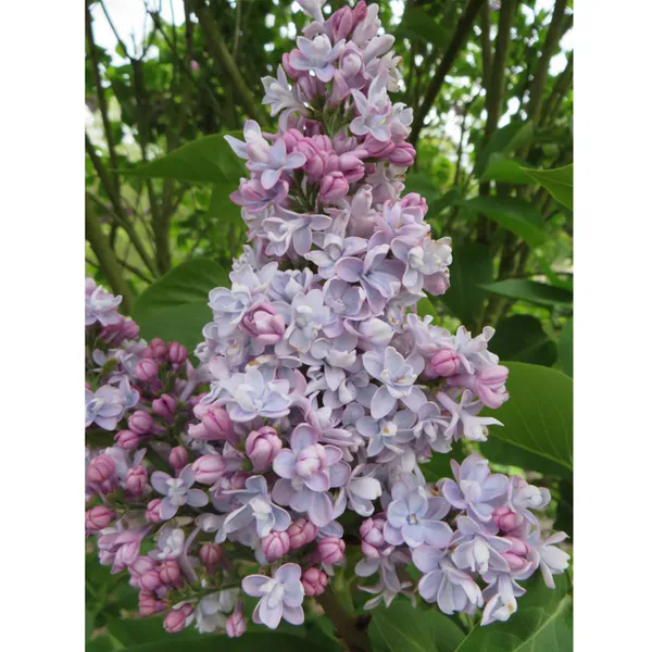 Hovedbilde Syringa vulgaris Katherine Havemeyer. Syrin - 1 ...