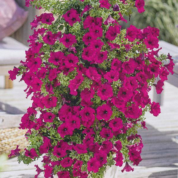 Bilde av Petunia Surfinia Shihi Purple. 3 stk ...