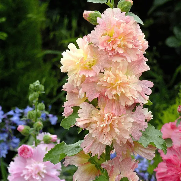 Hovedbilde Alcea rosea Spring Celebrity Apricot. Stokkrose - ...