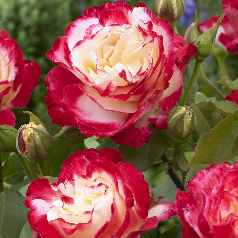 Rose Double Delight. Buskrose.