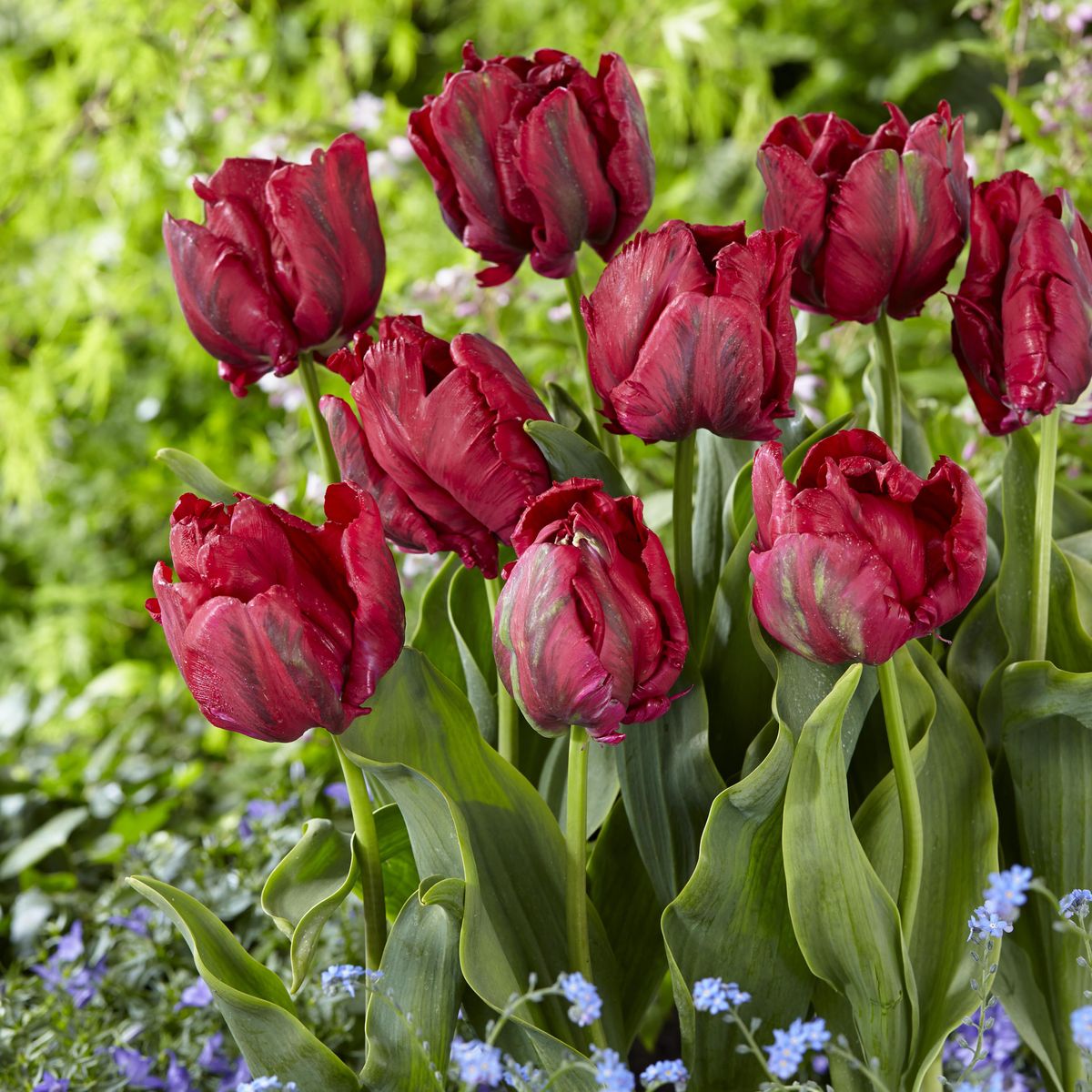 Tulipan Red Madonna - 6 løk