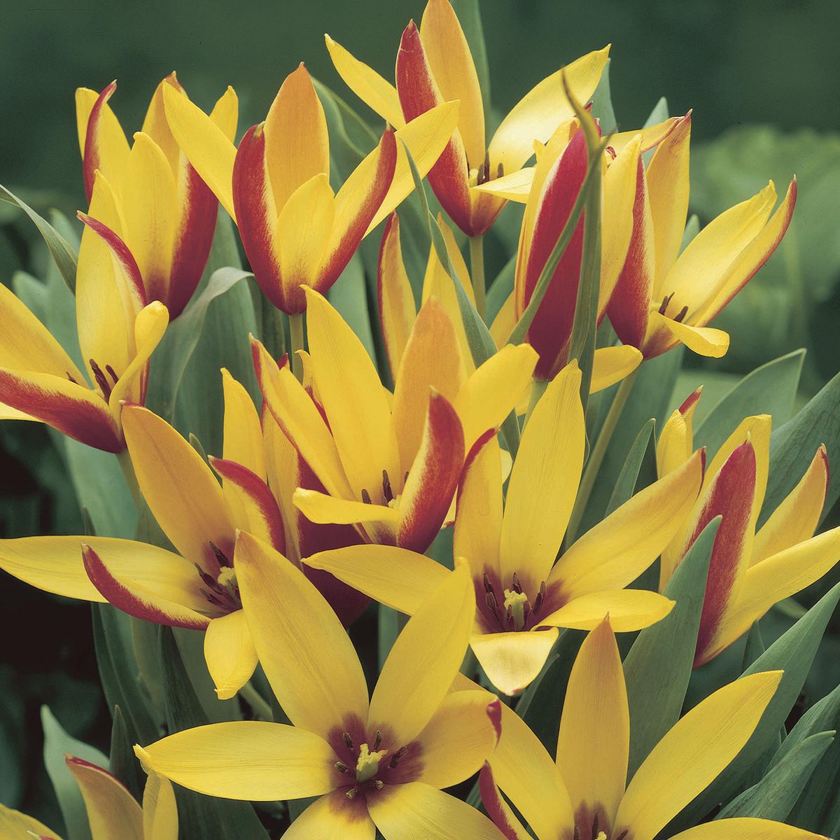 Tulipan clusiana Chrysantha  10 løk
