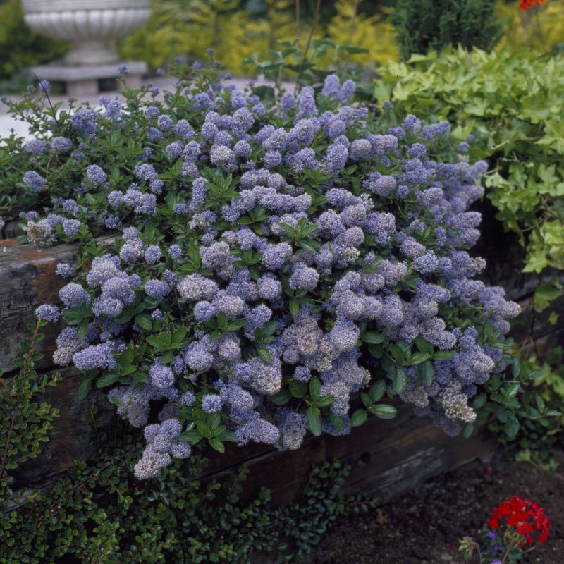 Ceanothus thyrsiflorus repens - 1 plante i 9 cm potte