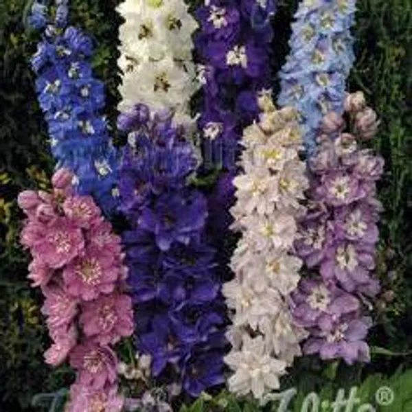Hovedbilde Delphinium Magic Fountains Mix. Ridderspore - Frø ...