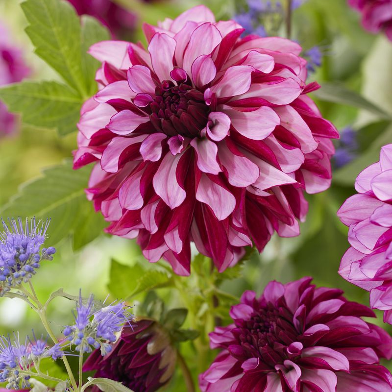 Dahlia Cranberry Classic - 1 knoll