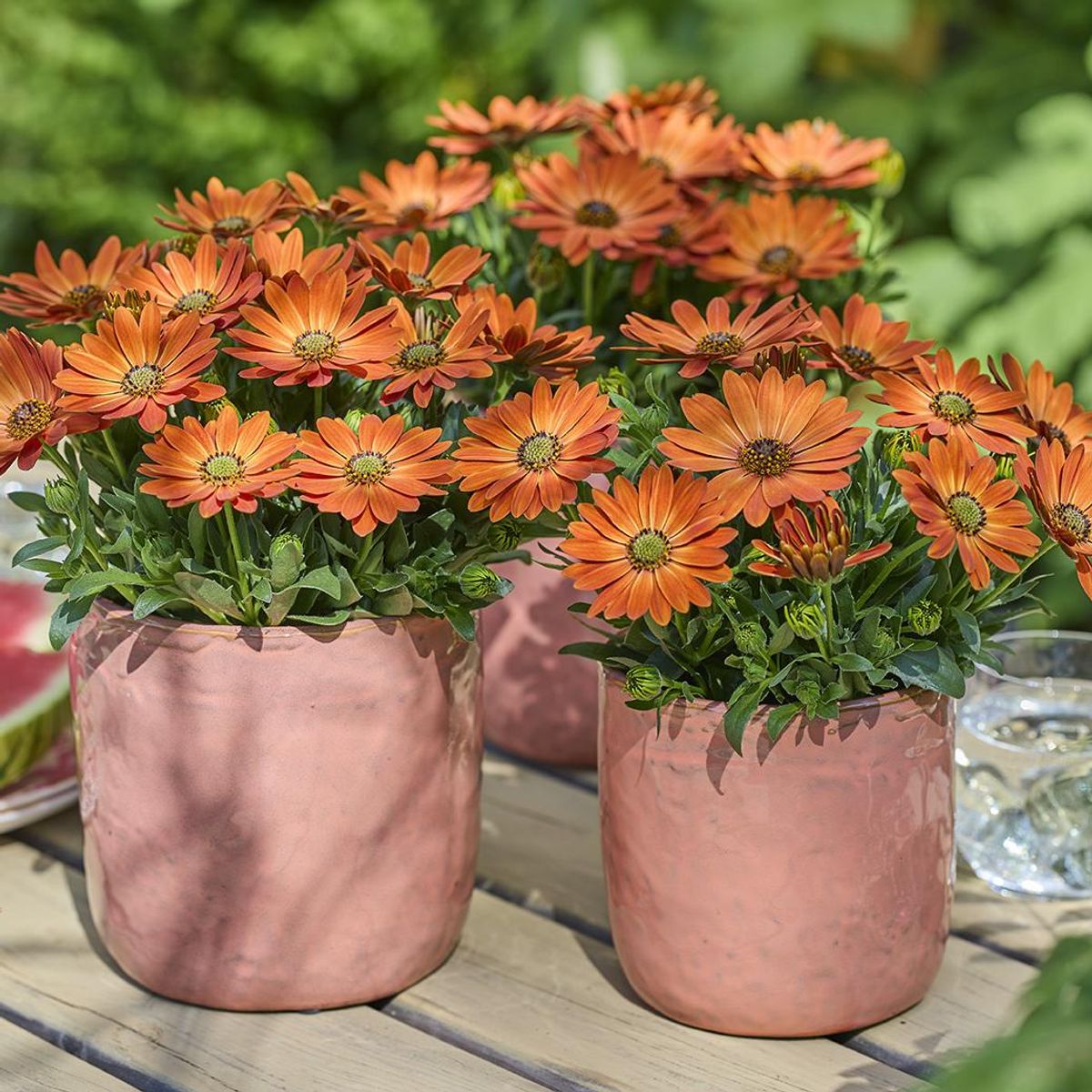 Osteospermum Alexia oransje. Afrikansk margeritt - 1 plante i 10,5 cm potte