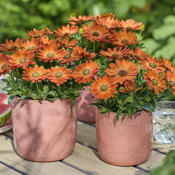 Hovedbilde Osteospermum Alexia oransje. Afrikansk margeritt ...