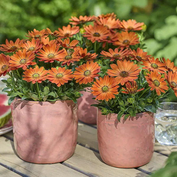 Hovedbilde Osteospermum Alexia oransje. Afrikansk margeritt ...