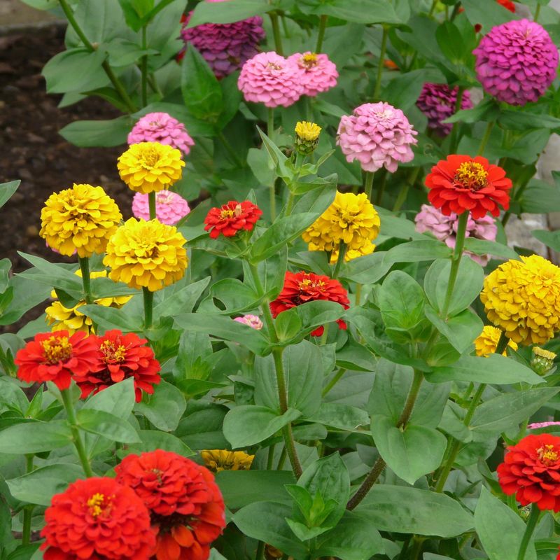 Zinnia elegans Oklahoma Mix -Frø-