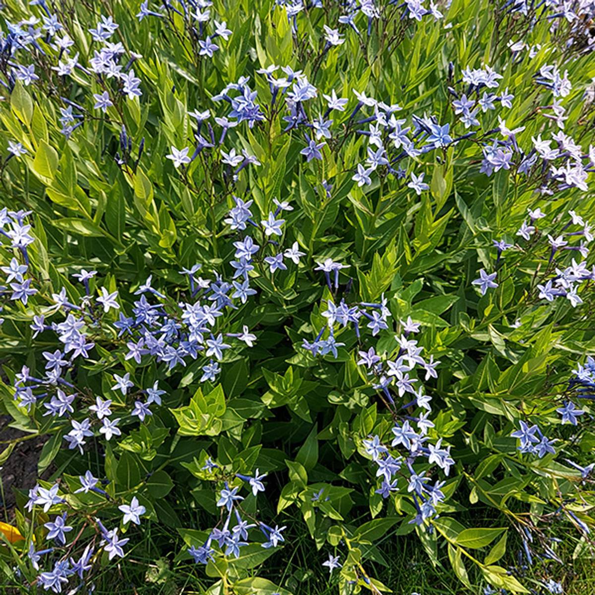 Amsonia Blue Ice - 1 rot