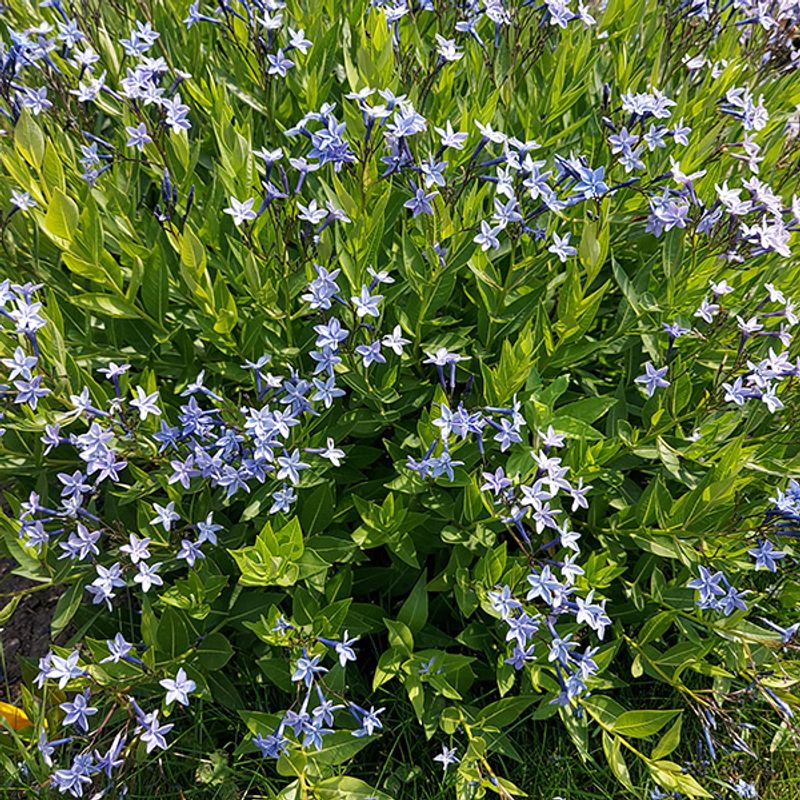 Amsonia Blue Ice - 1 rot