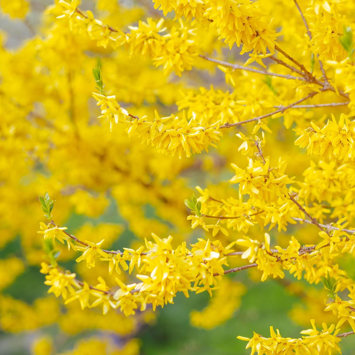 Forsythia intermedia Goldraush. Gullbusk - 1 barrotplante 