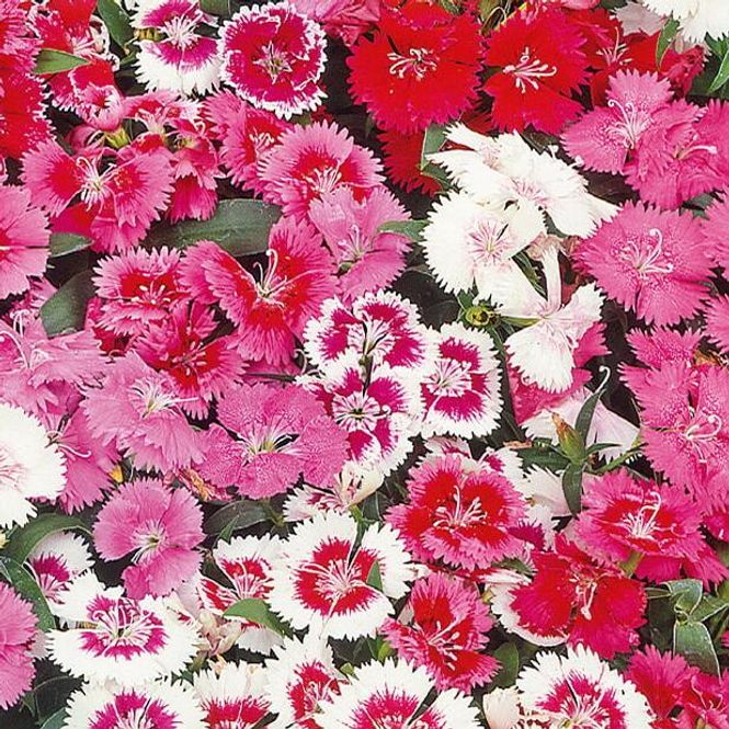 Hovedbilde Dianthus barbatus Wee Willie Mix. Børstenellik - ...