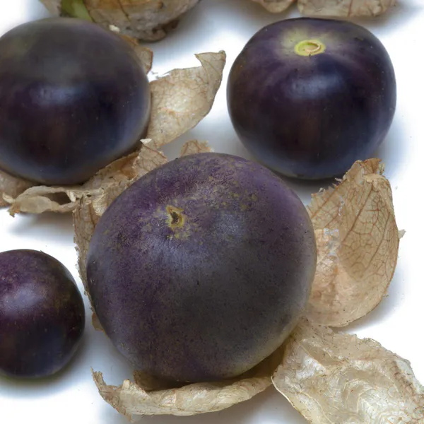 Hovedbilde Physalis ixocarpa Purple de Milpa -Frø-