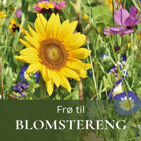 Frø til blomstereng