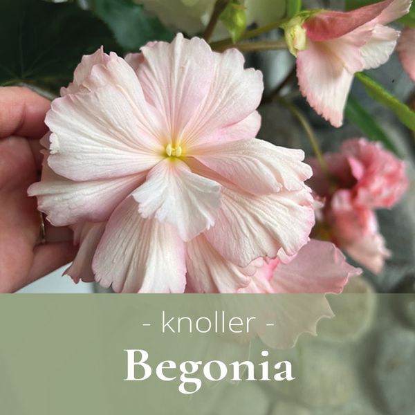 Begonia - knoller og løk