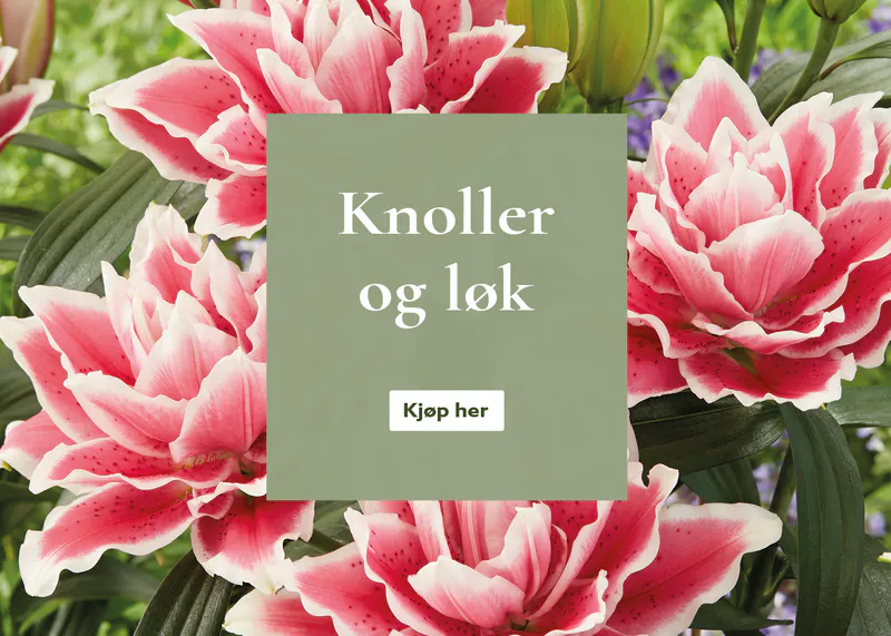 Knoller og løk - bestill på nett