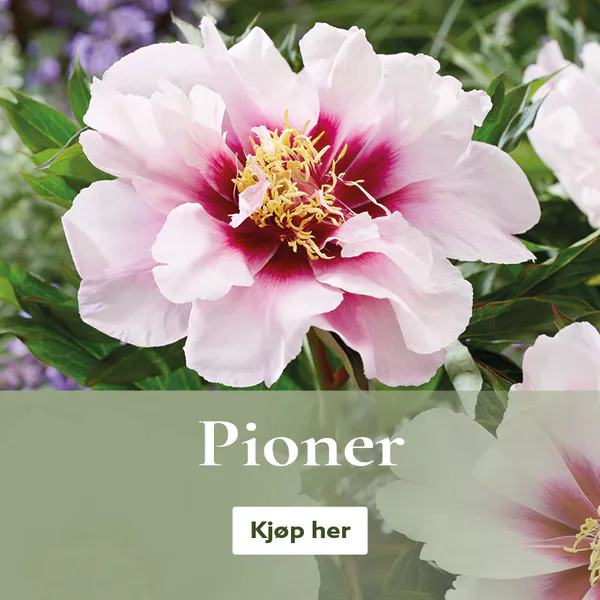 Peoner - pioner - kjøp på nett