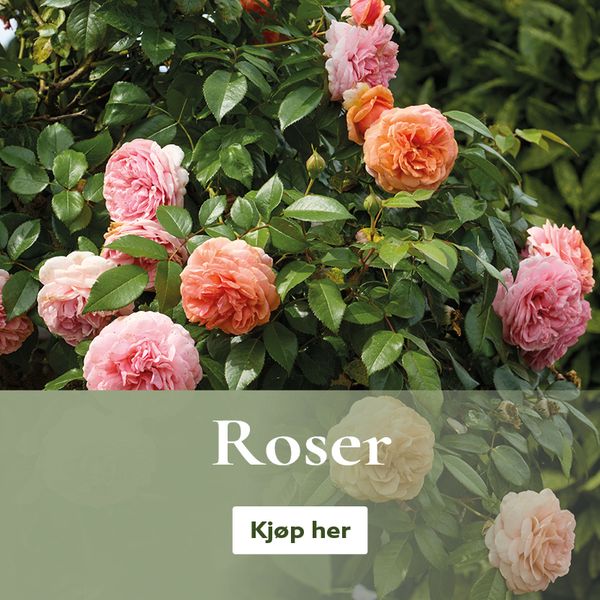 Roser - kjøp på nett