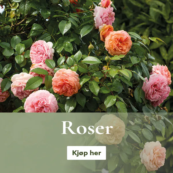 Roser - kjøp på nett