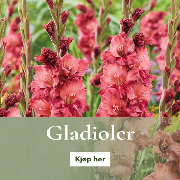 Gladioler - knoller og løk - kjøp på nett