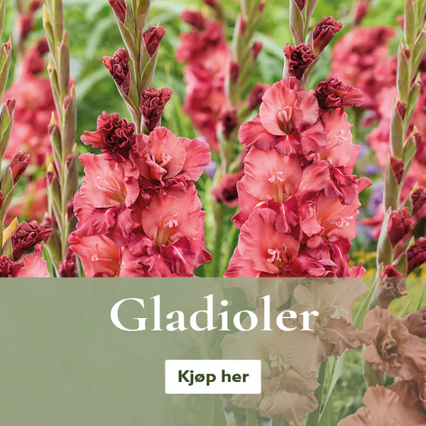 Gladioler - knoller og løk - kjøp på nett