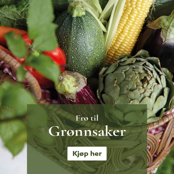 Frø til grønnsaker  - kjøp på nett