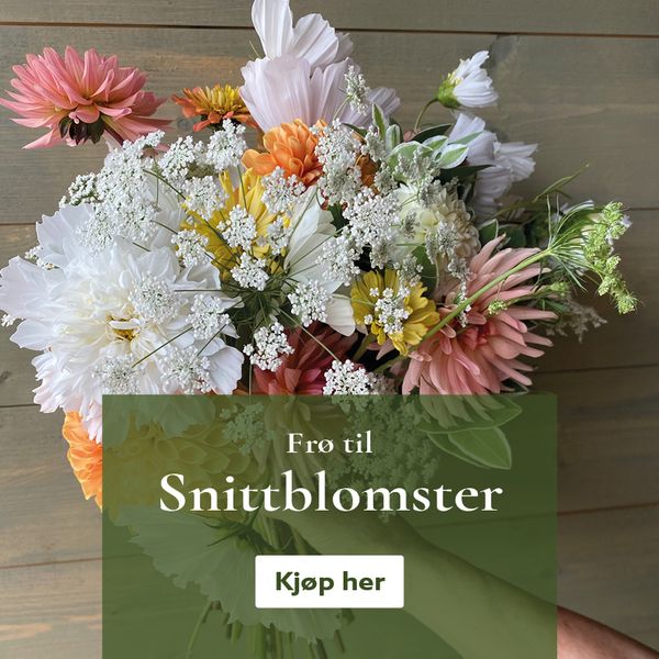 Frø til snittblomster