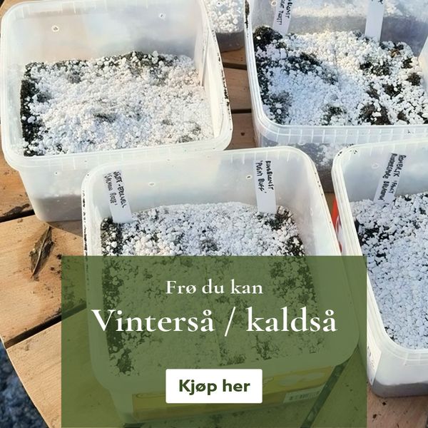 Frø du kan kaldså / vinterså