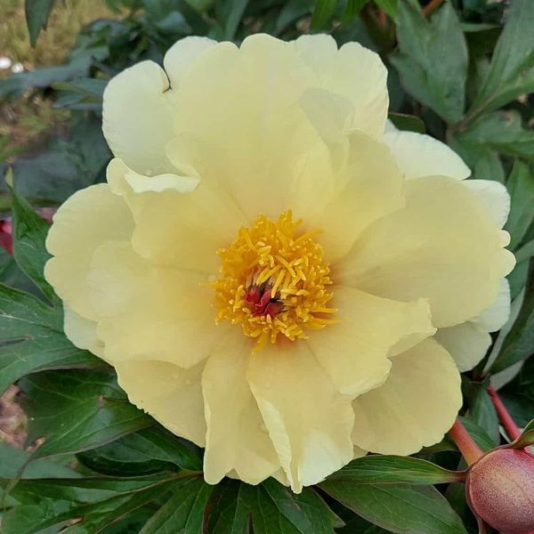Hovedbilde Paeonia Itoh-hybrid Amy Jo. Edelpeon - 1 rot