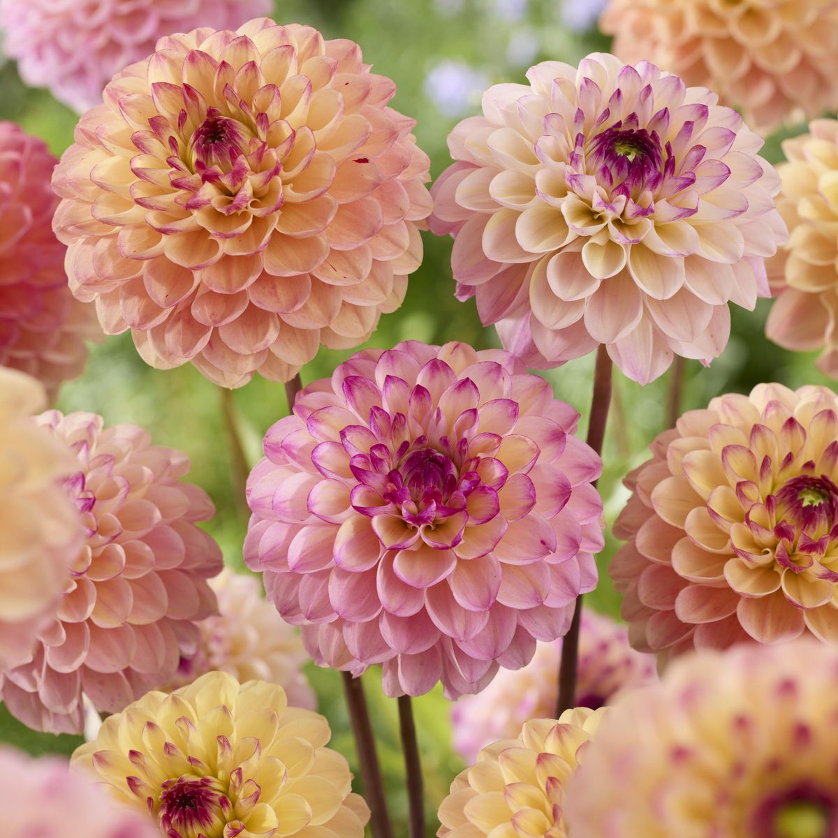 Dahlia Wine Eyed Jill  - 1 knoll