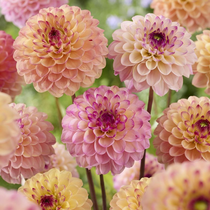 Dahlia Wine Eyed Jill  - 1 knoll