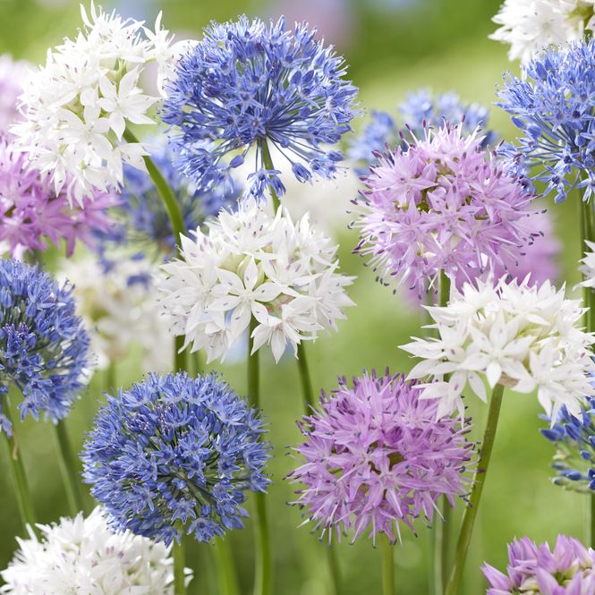 Hovedbilde Allium Mix - 10 løk
