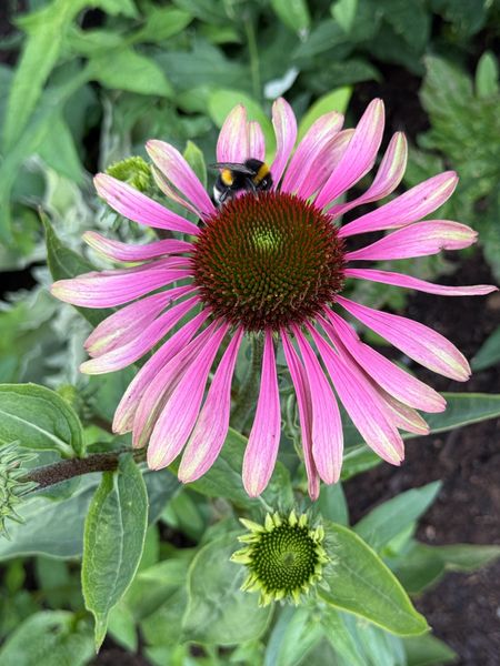 Hovedbilde Echinacea purpurea Green Twister. Solhatt - 1 rot