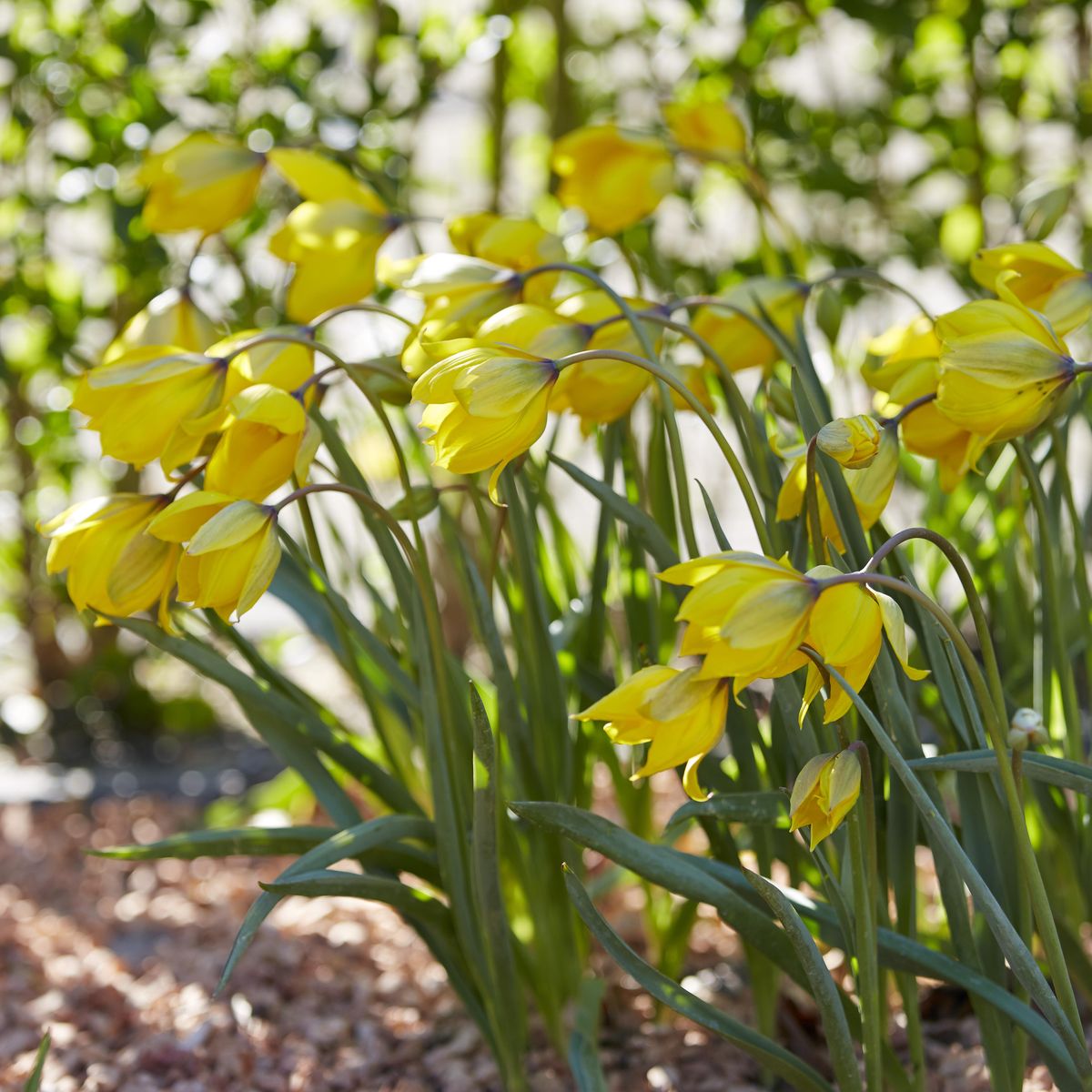 Botanisk tulipan Sylvestris  - 10 løk