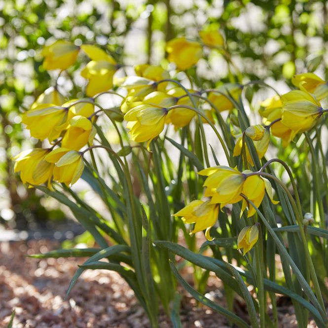 Hovedbilde Botanisk tulipan Sylvestris  - 10 løk