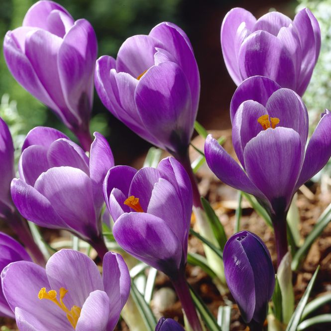 Hovedbilde Krokus Grand Maitre. 10 knoller.