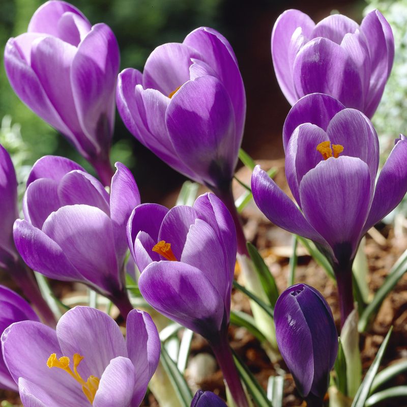 Krokus Grand Maitre. 10 knoller.