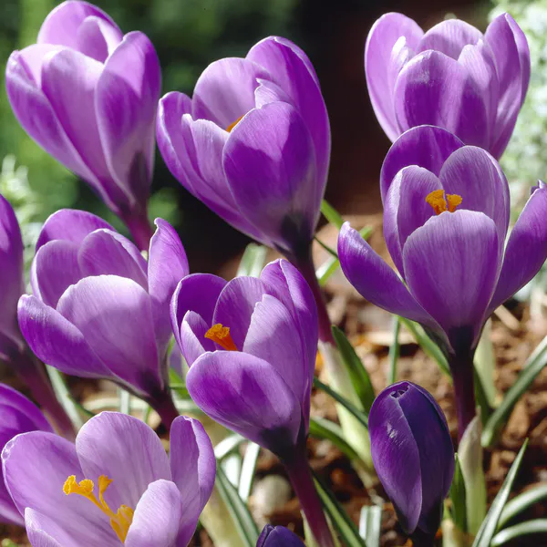 Hovedbilde Krokus Grand Maitre. 10 knoller.