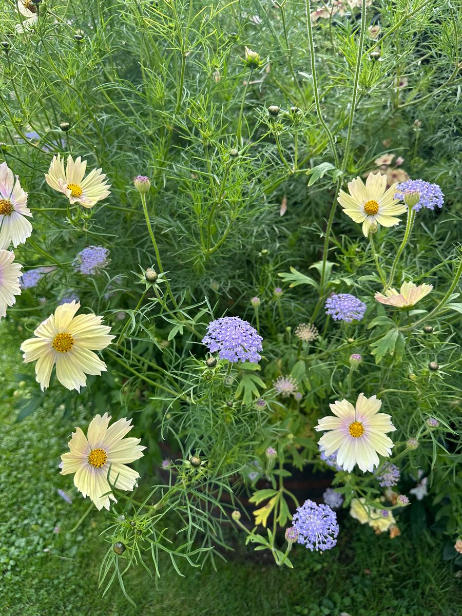 Trachymene coerulea Lace Blue. Kniplingsblomst -Frø-