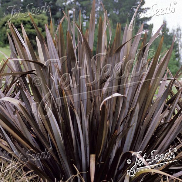 Hovedbilde Phormium  tenax Purpureum -Frø-
