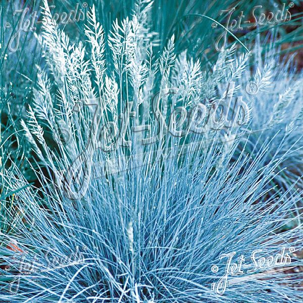 Hovedbilde Festuca glauca Blue Select -Frø- Blåsvingel 