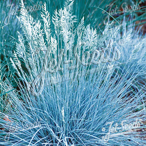 Hovedbilde Festuca glauca Blue Select -Frø- Blåsvingel 