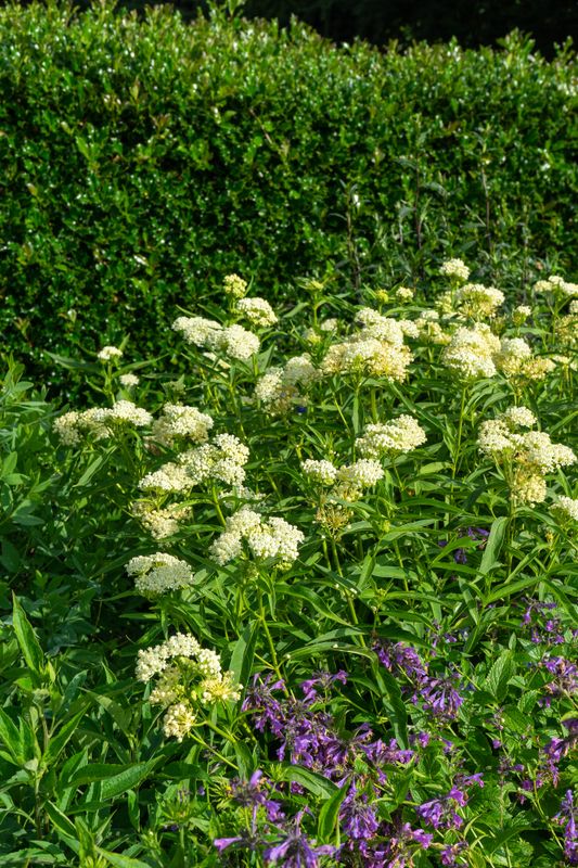 Asclepias Ice Ballet. Silkeurt  1 rot