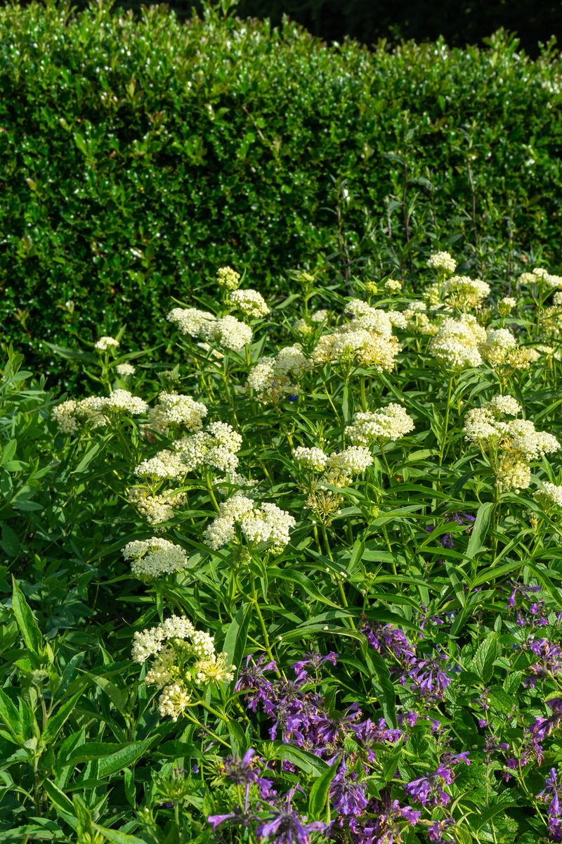 Asclepias Ice Ballet. Silkeurt  1 rot