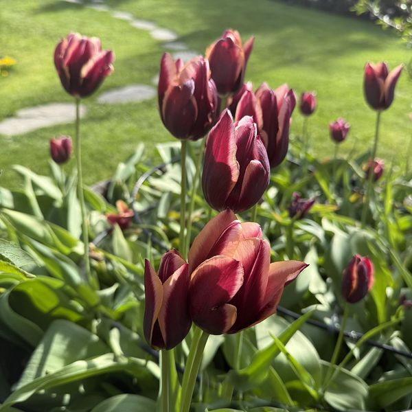 Hovedbilde Tulipan Muvota - 7 løk